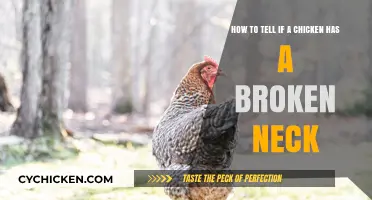 Spotting a Chicken's Broken Neck: What to Look For