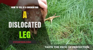 Signs of a Chicken's Dislocated Leg
