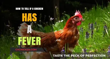 Spotting a Fever in Your Chicken