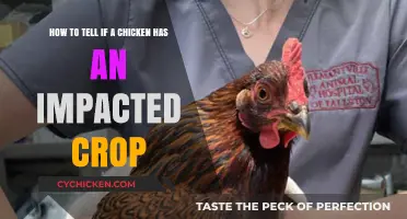 Signs of an Impacted Crop in Chickens