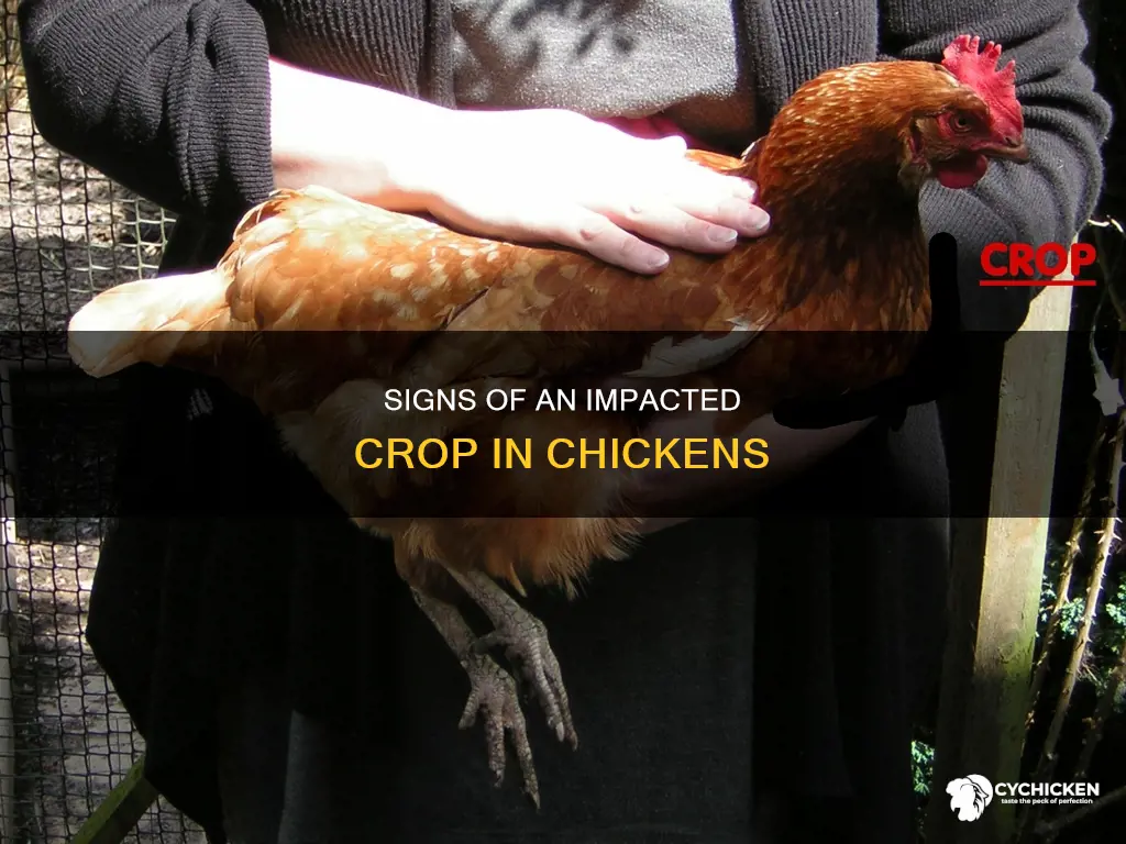 how to tell if a chicken has an impacted crop