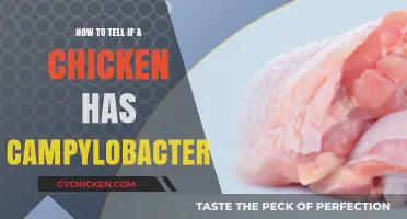 Identifying Campylobacter in Chickens: Symptoms, Testing, and Prevention Tips