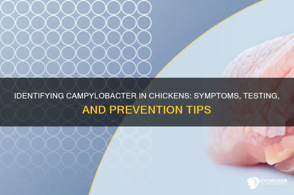 how to tell if a chicken has campylobacter