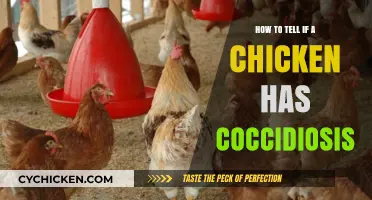Identifying Coccidiosis in Chickens: Symptoms, Diagnosis, and Treatment Tips
