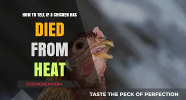 Detecting Heat Stroke in Chickens: What to Look For