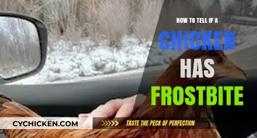 Spotting Frostbite in Chickens: Essential Signs and Prevention Tips