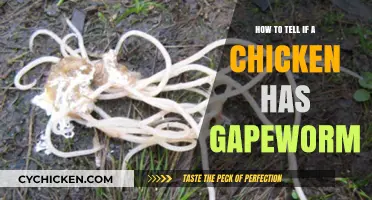 Identifying Gapeworm in Chickens: Symptoms and Treatment Guide