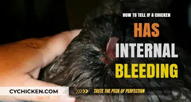 Signs of Internal Bleeding in Chickens