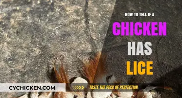 Spotting Chicken Lice: Essential Tips for Healthy Flock Care