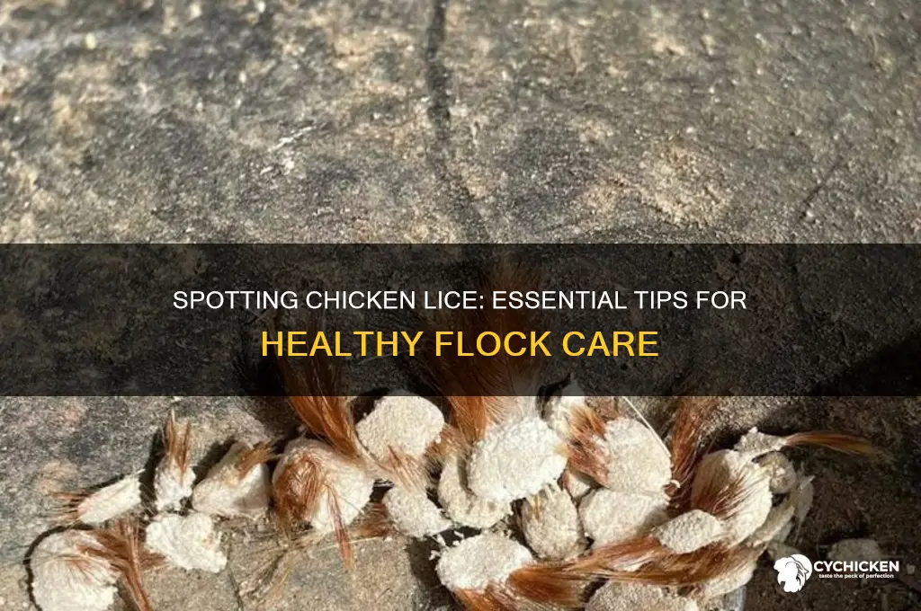 how to tell if a chicken has lice