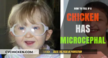 Identifying Microcephaly in Chickens: Symptoms, Diagnosis, and Care Tips