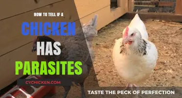 Spotting Parasites in Chickens: Signs, Symptoms, and Solutions
