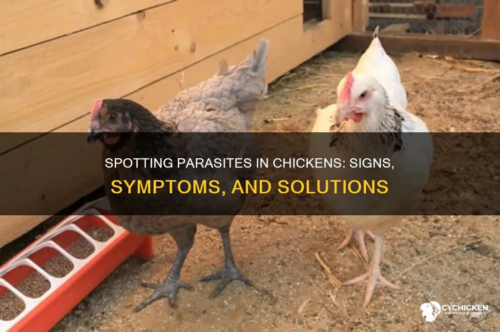 how to tell if a chicken has parasites