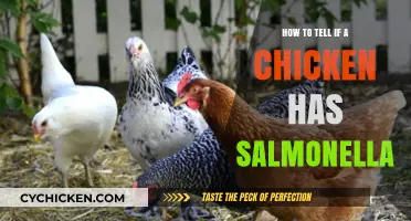 Identifying Salmonella in Chickens: Symptoms, Prevention, and Safe Handling Tips