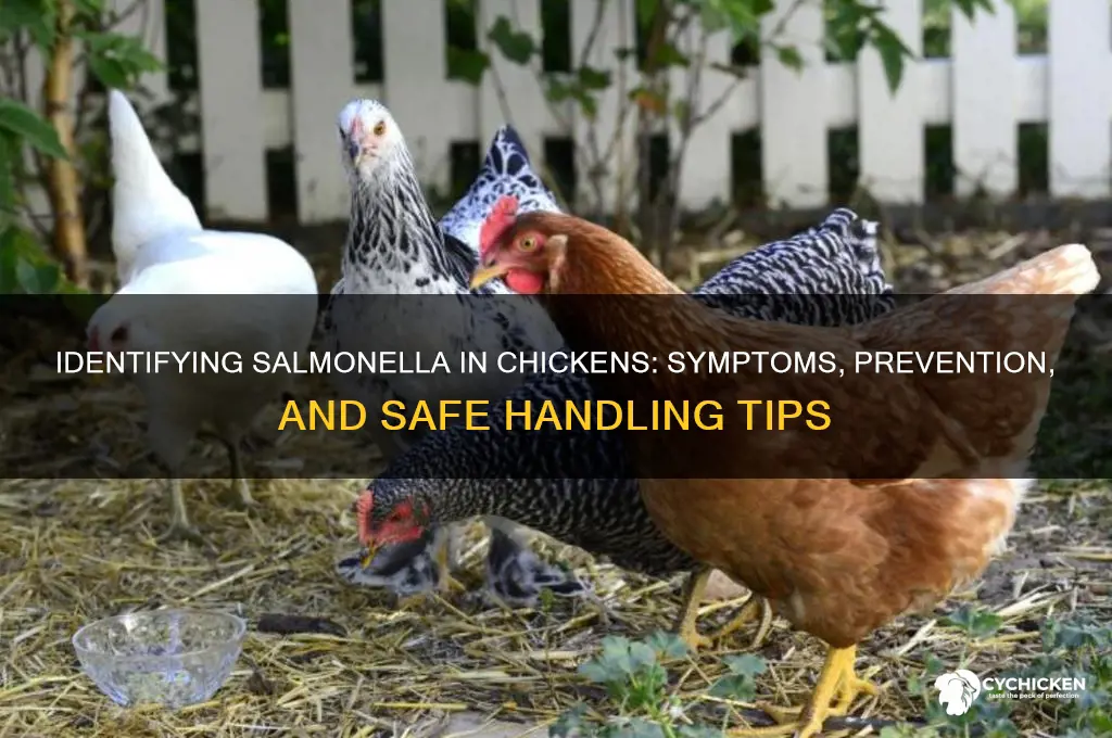 how to tell if a chicken has salmonella