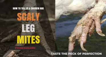 Detecting Scaly Leg Mites: A Chicken's Health Guide