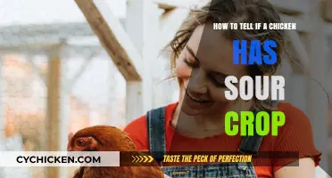 Signs of Sour Crop in Chickens