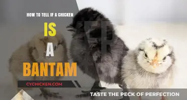 Recognizing Bantam Chickens: Size and Physical Traits
