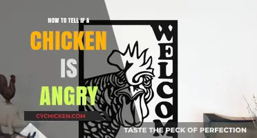 Spotting Angry Chickens: Signs and Behaviors to Watch For
