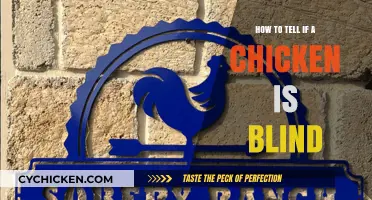 Identifying Blindness in Chickens: Signs and Care Tips for Owners