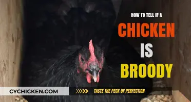 Recognizing Broody Behavior: Signs Your Chicken is Ready to Hatch Eggs
