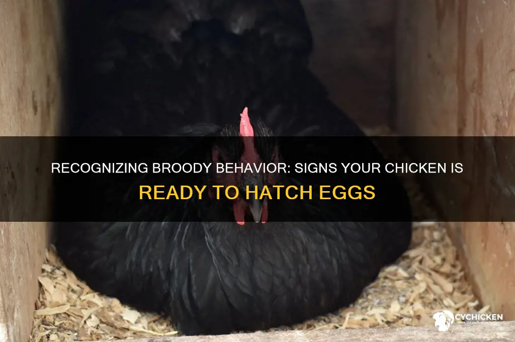 how to tell if a chicken is broody