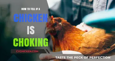 Recognizing Choking in Chickens: Essential Signs and Immediate Actions