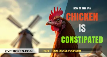 Spotting Constipation in Chickens: Signs and Solutions for Healthy Birds