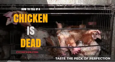 Identifying a Dead Chicken: Key Signs and What to Look For