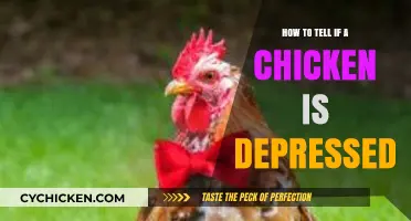 Spotting Sad Clucks: Signs Your Chicken May Be Depressed