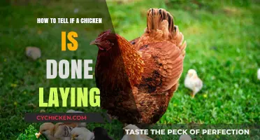 Discovering When Your Chicken Has Finished Laying