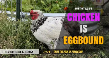 Identifying Eggbound Chickens: Symptoms, Causes, and Immediate Care Tips