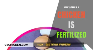 Identifying Fertilized Chicken Eggs: A Simple Step-by-Step Guide