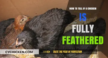 Recognizing a Fully Feathered Chicken: Signs and Signals