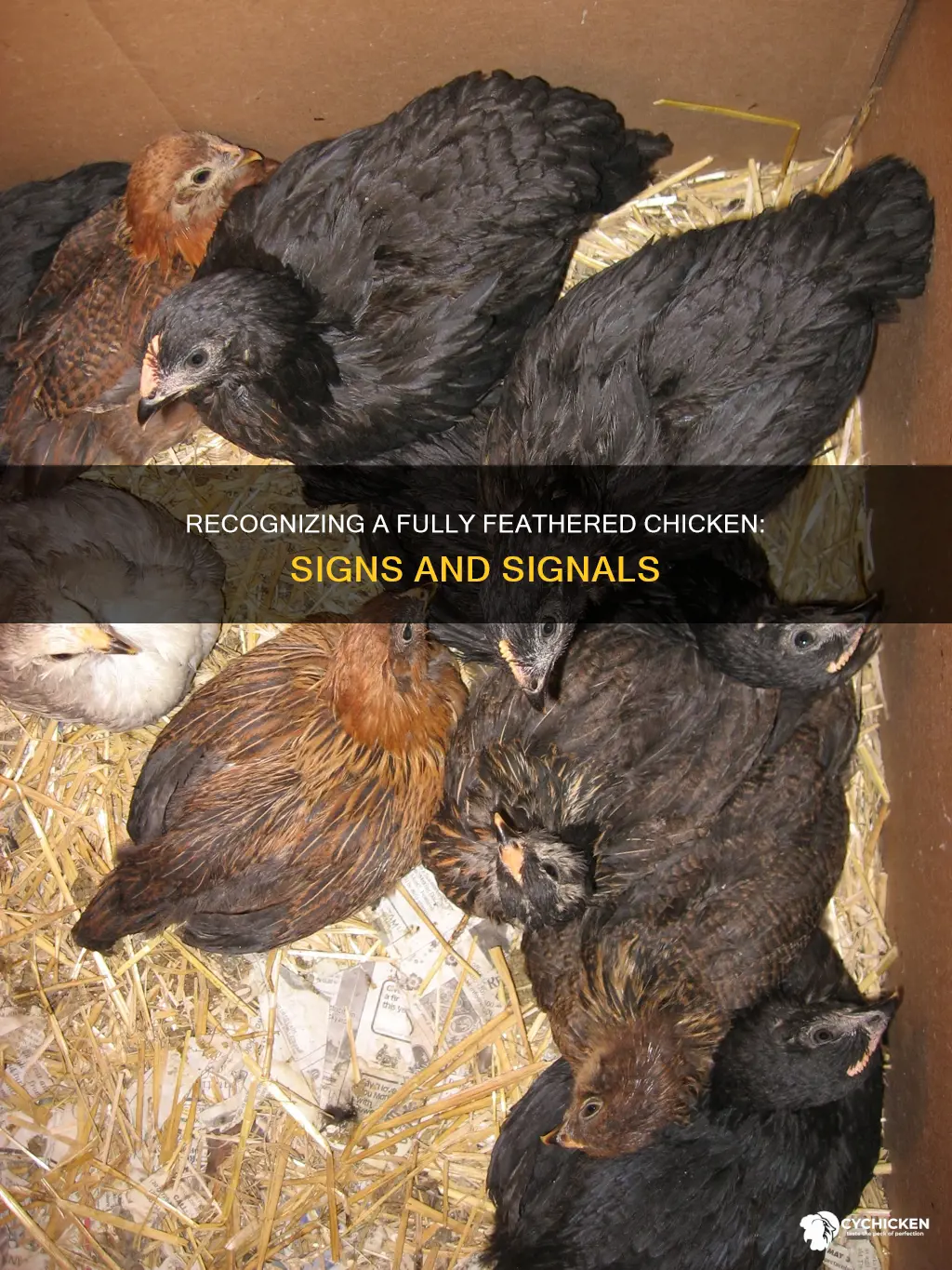 how to tell if a chicken is fully feathered