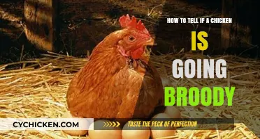 Spotting a Broody Hen: Signs and Solutions