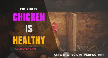 Vital Signs: Assessing Your Chicken's Health and Well-being