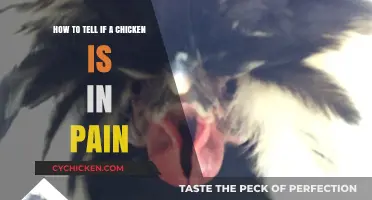 Signs Your Chicken is in Pain: A Guide