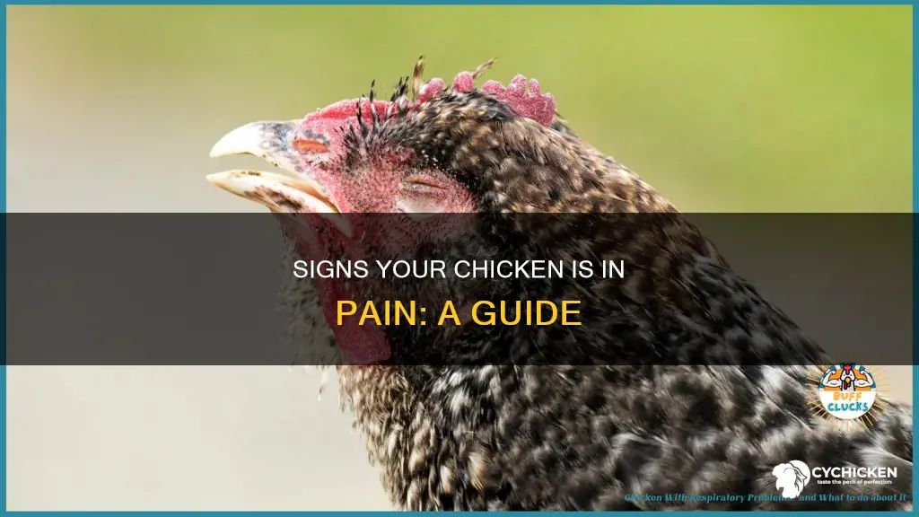 how to tell if a chicken is in pain