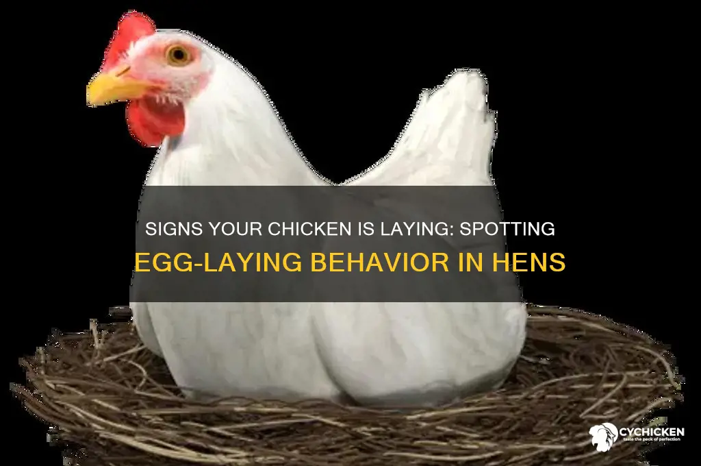 how to tell if a chicken is laying