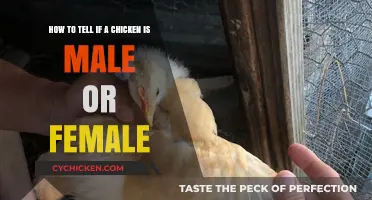 Identifying Chickens: Male or Female?