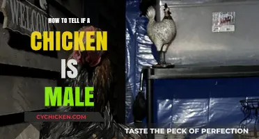 Identifying Rooster Traits: A Guide to Determining Chicken Gender