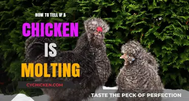 Identifying Molting Chickens: Signs and Care Tips for Healthy Feathers