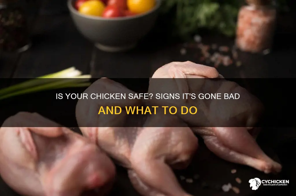 how to tell if a chicken is off