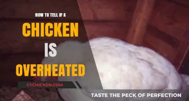 Spotting Overheated Chickens: Essential Signs and Quick Cooling Tips