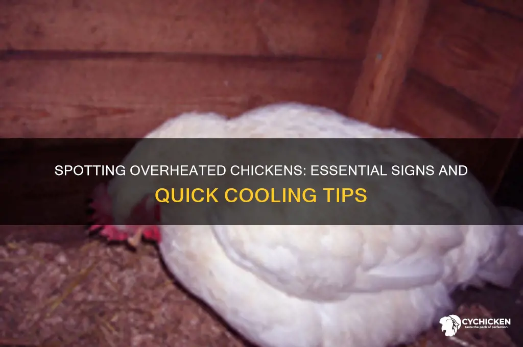 how to tell if a chicken is overheated