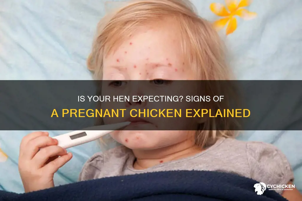how to tell if a chicken is pregnant