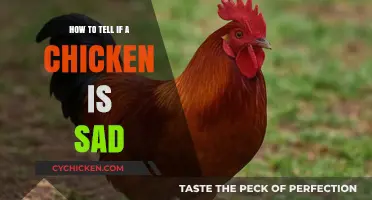 Recognizing Sadness in Chickens: Signs and Solutions for Happy Flocks