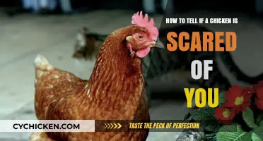Signs Your Chicken is Scared and How to Help