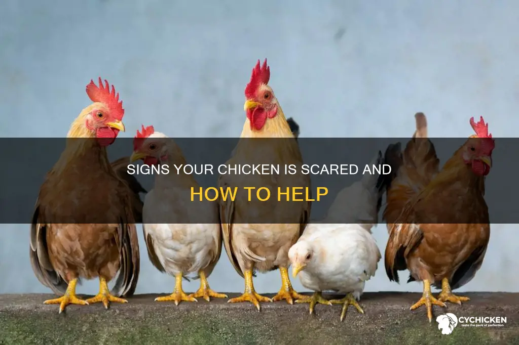 how to tell if a chicken is scared of you